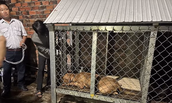 Đánh thuốc mê chó pitbull cắn chết người để phục vụ điều tra