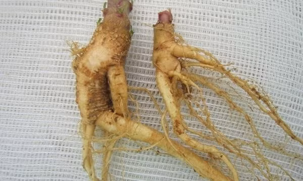 3 người đàn ông suýt chết vì uống rượu ngâm củ thương lục