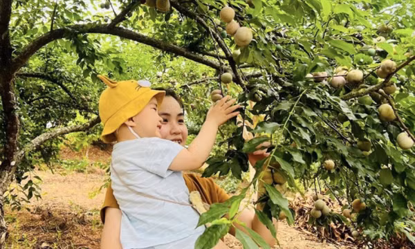 5 điểm hái mận đầu mùa ở Mộc Châu