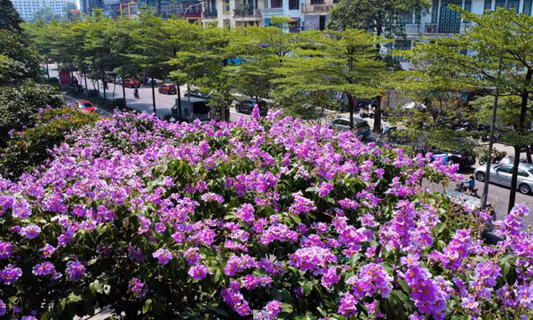Hoa bằng lăng khoe sắc, nhuộm tím đường phố Hà Nội