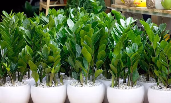 Vì sao nên để cây kim tiền ở trong nhà?
