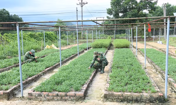 Tăng gia từ vùng đất khó
