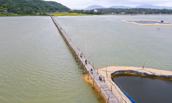 Vẻ đẹp cầu gỗ Ông Cọp dài nhất Việt Nam