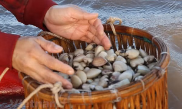 Nhuyễn thể hai mảnh vỏ thu hút các thị trường khó tính