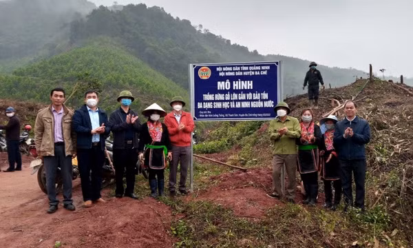 Nông dân Quảng Ninh với phong trào trồng rừng gỗ lớn: Tạo sinh kế bền vững cho tương lai