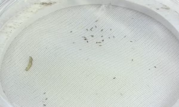 'Áo giáp' ngăn côn trùng ăn hoa màu