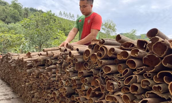 Tiên Yên: Phát triển nông, lâm nghiệp theo hướng bền vững