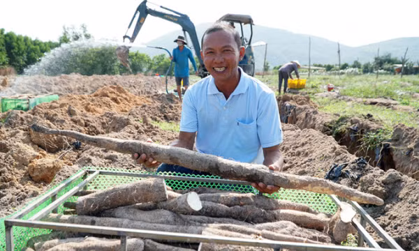 Trồng khoai mài thu tiền tỷ