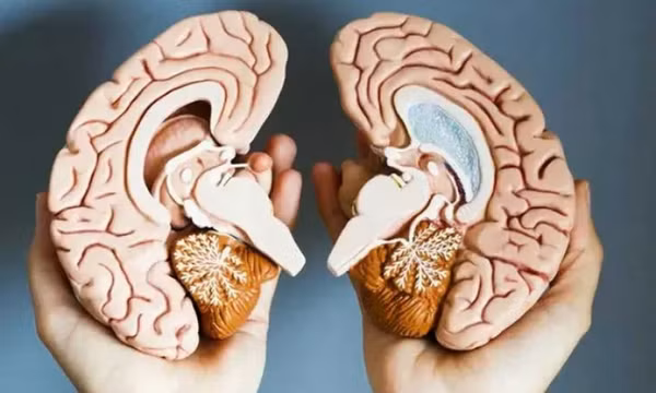Khám phá bất ngờ về cấu trúc não liên quan đến kỹ năng đọc