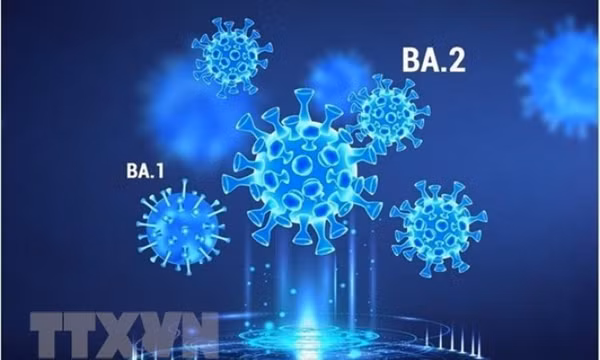 WHO thêm hai biến thể phụ mới của Omicron vào danh sách cần theo dõi