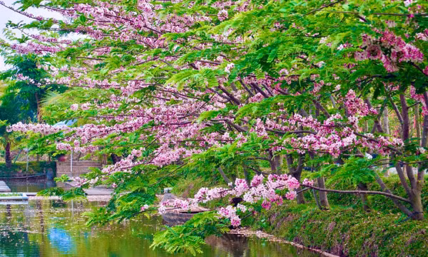 Độc lạ “hoa anh đào” nở rộ tại Đồng Tháp