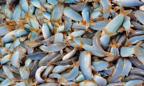 750.000 đồng một kg cá heo nước ngọt