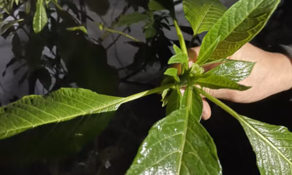 Ăn nhầm ngọn hoa chuông xào, 10 người bị ngộ độc