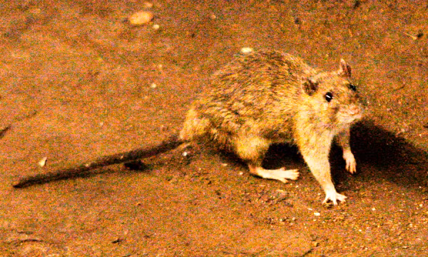 Nghi bùng phát hantavirus trên tàu du lịch Đại Tây Dương, 3 người tử vong