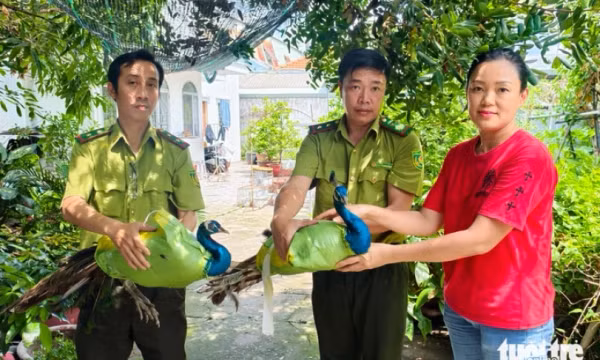 Hộ dân ở TP.HCM giao nộp 6 con chim công quý hiếm 'từ đâu bay tới'