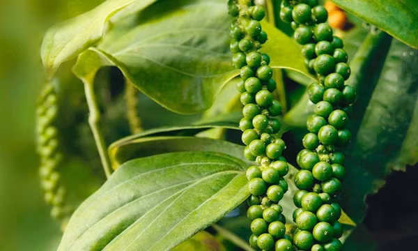 Hồ tiêu Việt Nam khẳng định vị thế 'nhà cung cấp số 1 thế giới'