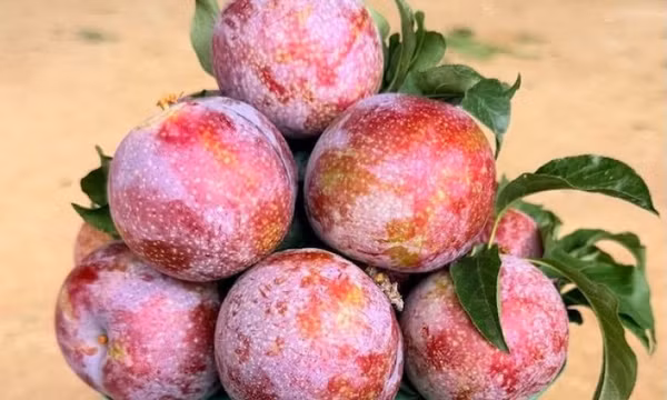 Giá trị dinh dưỡng của quả mận mà bà nội trợ nên biết