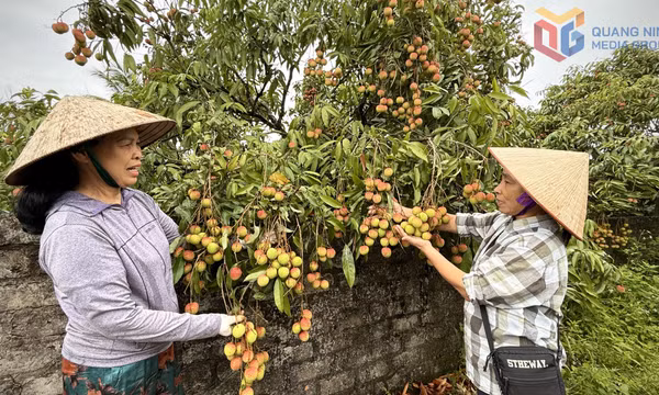 Yên Tử bội thu vải chín sớm