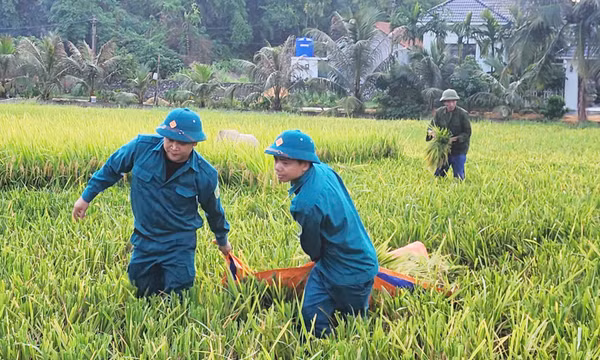 Quảng Ninh: Ban CHQS phường Hoàng Quế giúp nhân dân thu hoạch lúa mùa