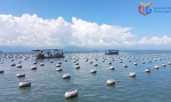 Đầm Hà siết chặt quản lý bãi triều, mặt nước nuôi trồng thủy sản