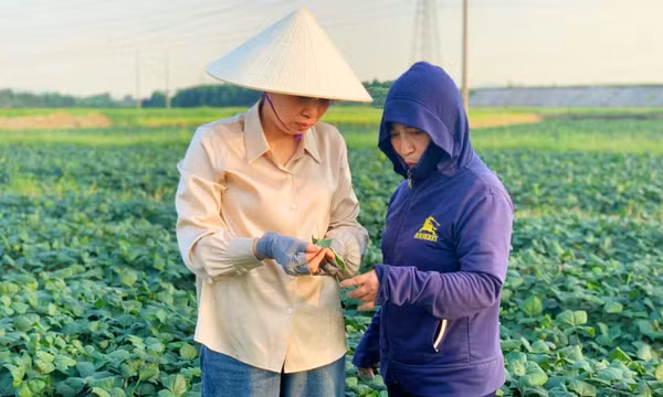 Chủ động chống nóng cho cây trồng, vật nuôi