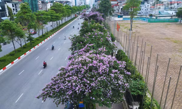 Hà Nội: Hoa bằng lăng phủ tím phố phường