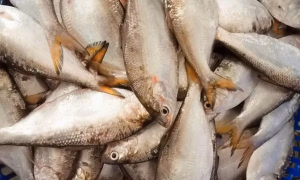 4 nhóm người nên hạn chế ăn cá mòi