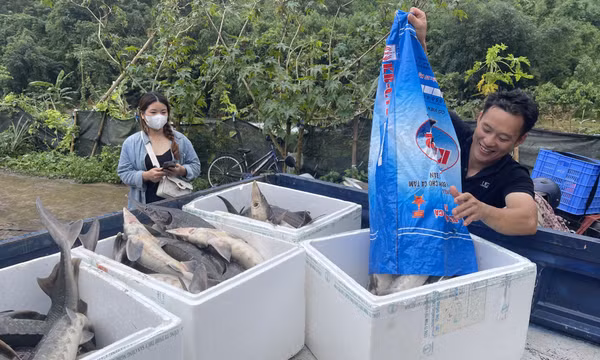 Xã Quảng Tân ứng phó mưa lũ, hỗ trợ người dân tiêu thụ cá tầm bị thiệt hại