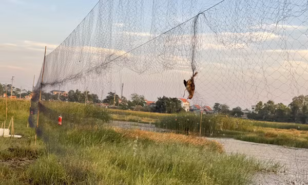Xử lý nghiêm hành vi săn bắt chim di cư 