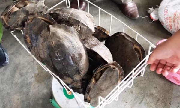 Phát hiện nhiều rùa hoang dã và động vật rừng trong khu bếp nhà hàng