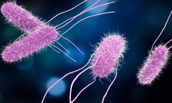 Khuẩn Salmonella gây ngộ độc thực phẩm nguy hiểm thế nào