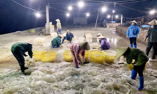 Mở rộng thị trường tiêu thụ cho mặt hàng sứa