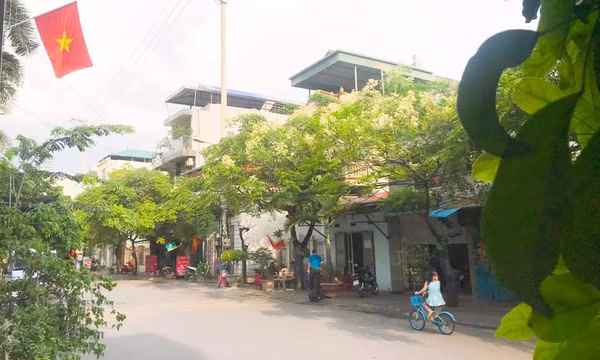 Về miền hoa dâu da