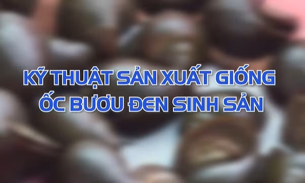 Kỹ thuật sản xuất giống ốc bươu đen sinh sản