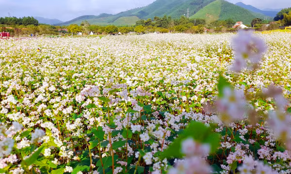 Về ngoại thành Hạ Long, ngắm hoa tam giác mạch 