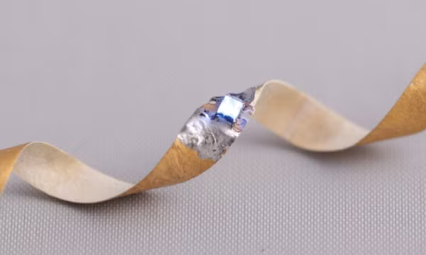 Khoa học thử nghiệm chip máy tính có thành phần nấm linh chi, tái chế và phân hủy dễ dàng