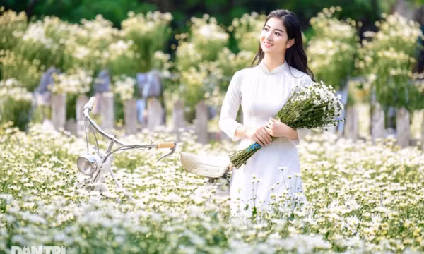 Thiếu nữ Hà Thành thướt tha khoe sắc bên cúc họa mi đầu mùa