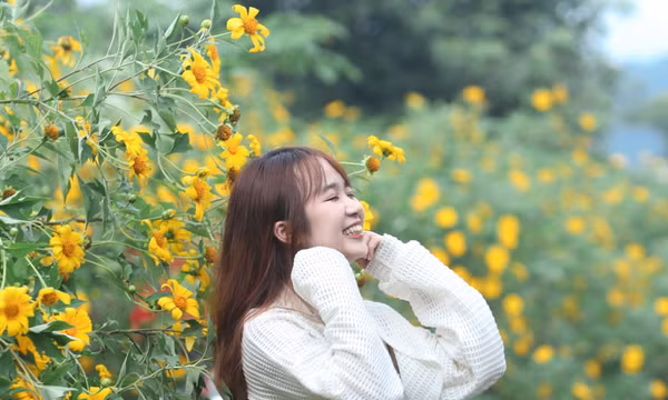 Rủ nhau lên núi ngắm hoa dã quỳ nở rộ, rời xa khói bụi về miền an yên