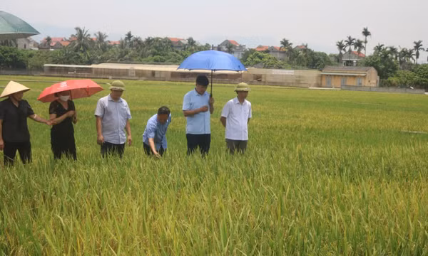 Hiệu quả từ nhiệm vụ KH&CN nghiên cứu các giống lúa mới