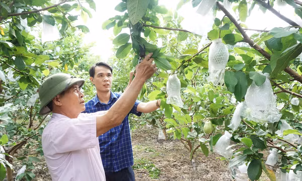 Đẩy mạnh xây dựng mã số vùng trồng