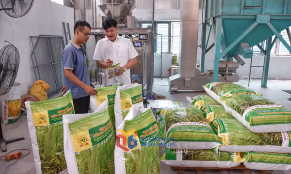 Đảm bảo an ninh lương thực