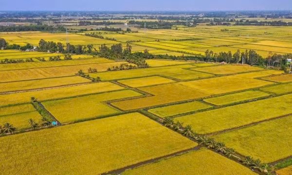 Giá gạo Việt Nam tăng mạnh khi Philippines cấm nhập khẩu gạo từ 1-9, vì sao?