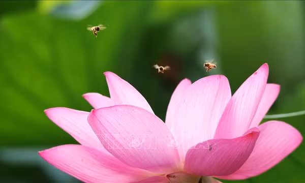 Não ong mật mở ra hướng đi đột phá cho AI