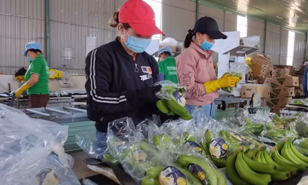 Giải mã sức nóng của chuối Việt Nam ở thị trường Trung Quốc, Nhật Bản