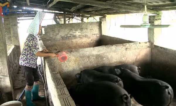 Tăng cường kiểm soát, khống chế dịch tả lợn châu Phi