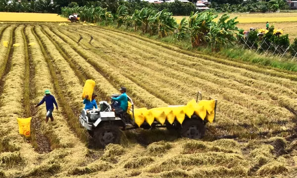 Gạo Việt có thể giữ được vị trí xuất khẩu thứ hai thế giới trong bao lâu?