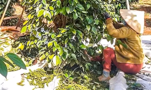 Giá tiêu duy trì đà tăng, doanh nghiệp kỳ vọng giá sẽ còn tốt