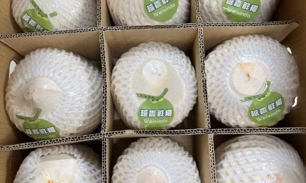 Xuất khẩu gần 22 tấn dừa tươi qua cửa khẩu Bắc Luân II