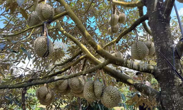 Lấy lại thị trường sầu riêng bằng chất lượng