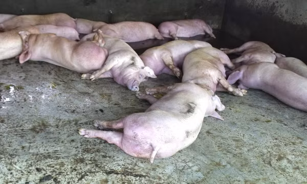 Tuyệt đối không chủ quan với dịch tả lợn châu Phi